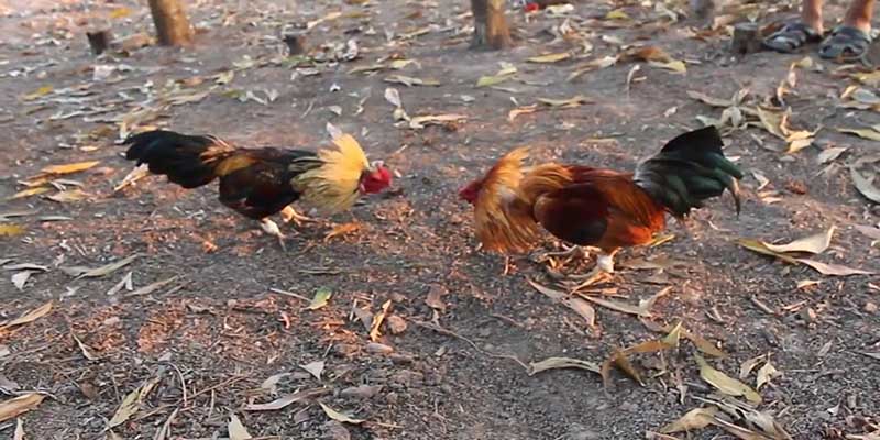 รวบรวมทัวร์นาเมนต์ไก่ชินชื่อดังอย่างครบถ้วน